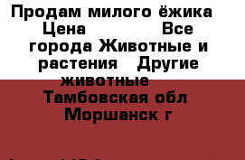 Продам милого ёжика › Цена ­ 10 000 - Все города Животные и растения » Другие животные   . Тамбовская обл.,Моршанск г.